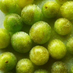 Sour Frozen Candy Grapes